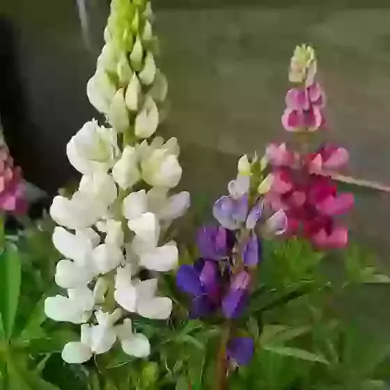 Lupin Gallery Mixed